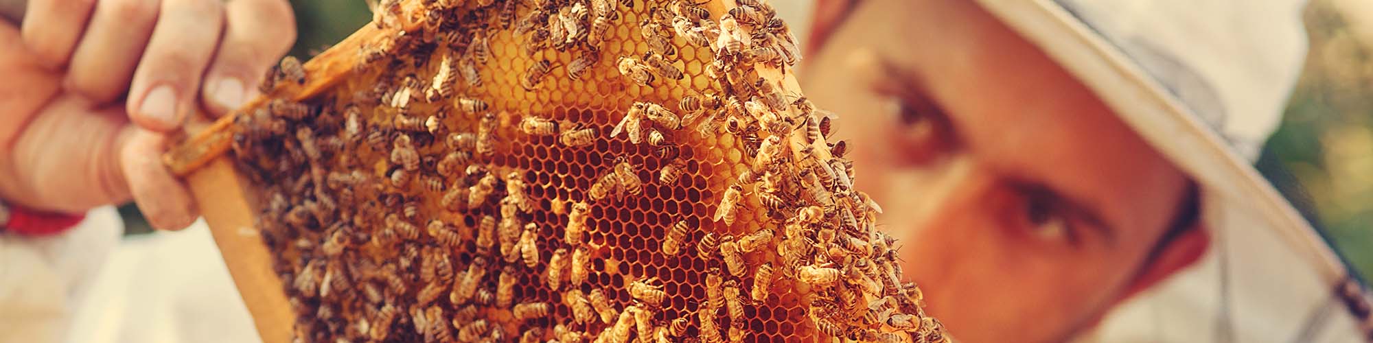 Апитерапия: лечение пчелами - как это работает
